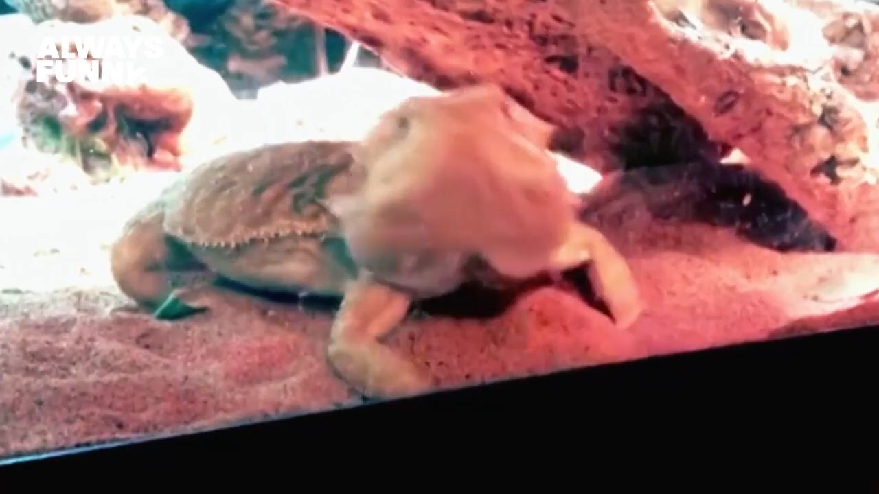 AFV channel preview
