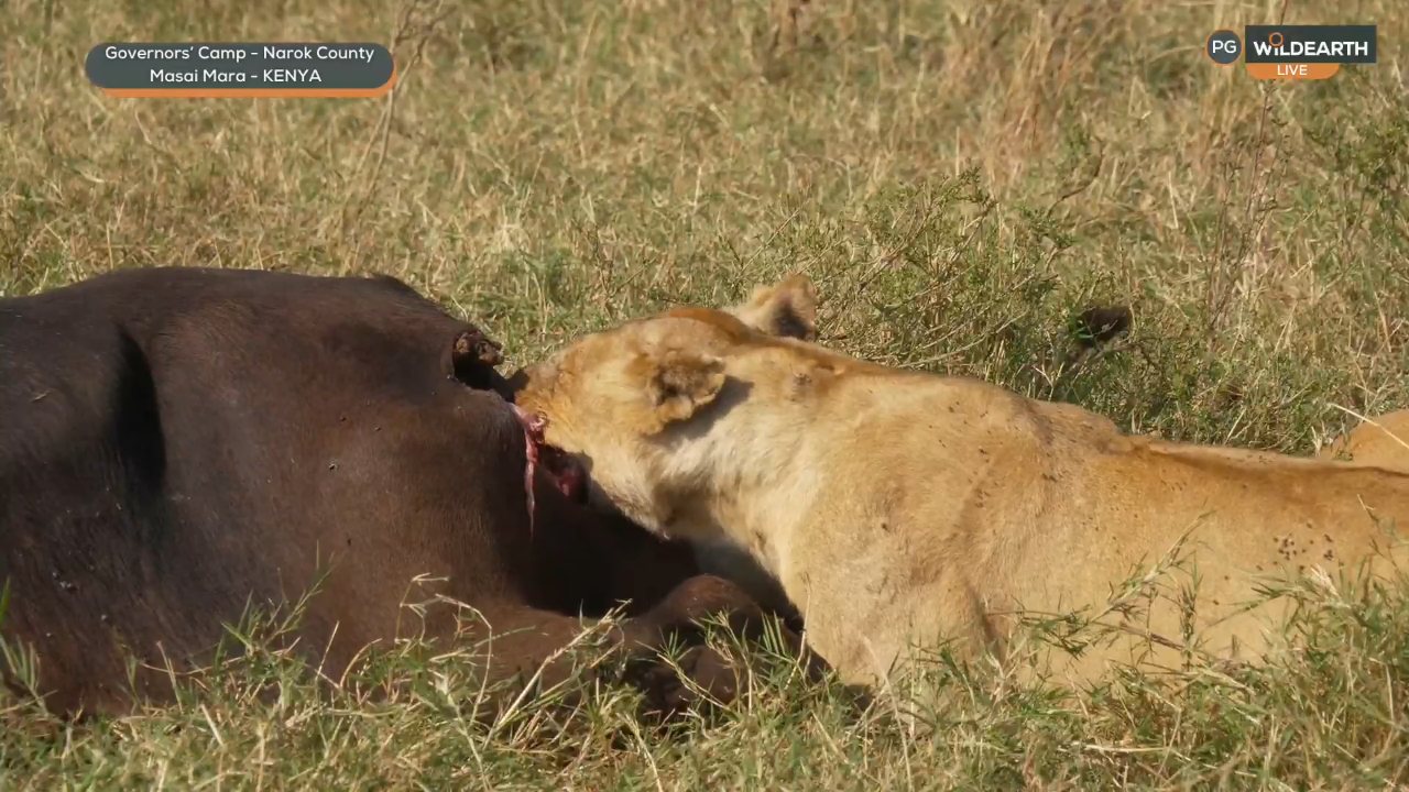 WildEarth channel preview