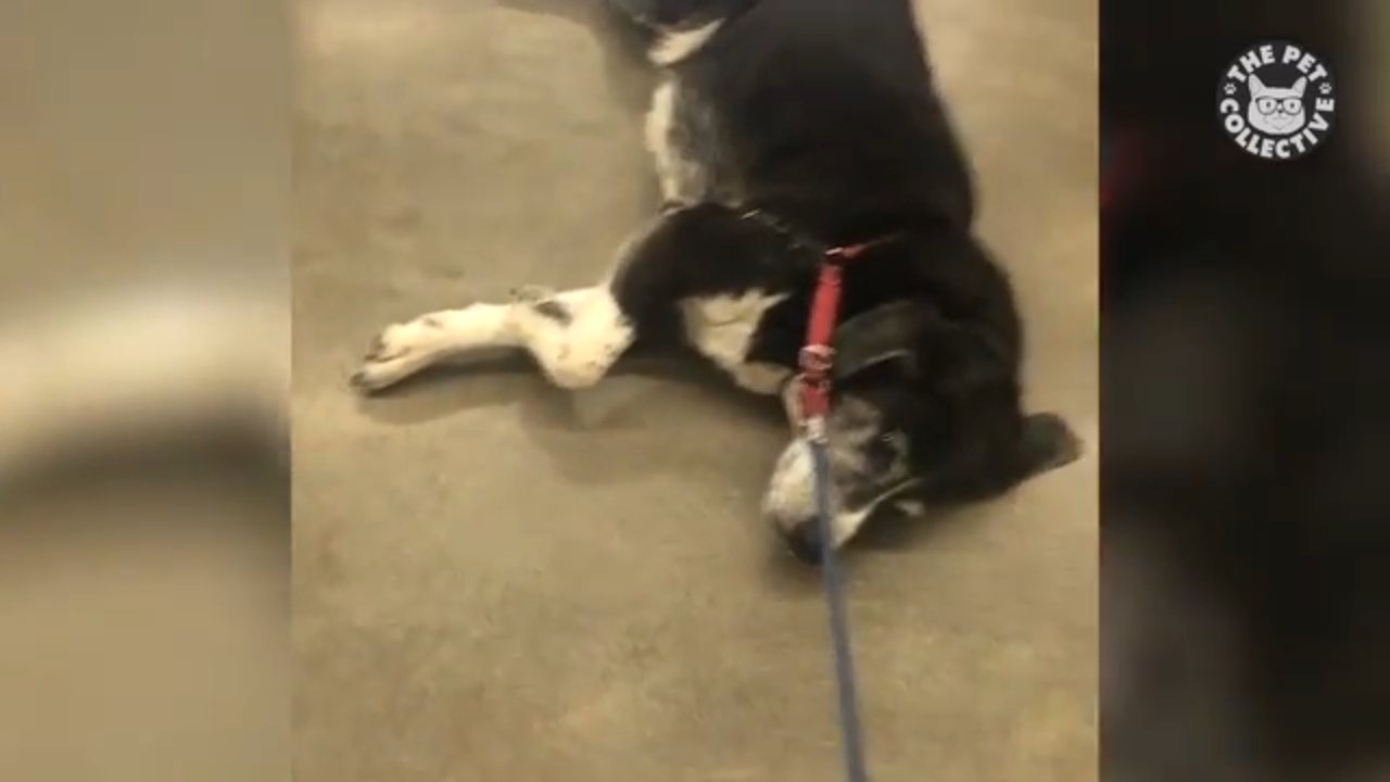 The Pet Collective channel preview
