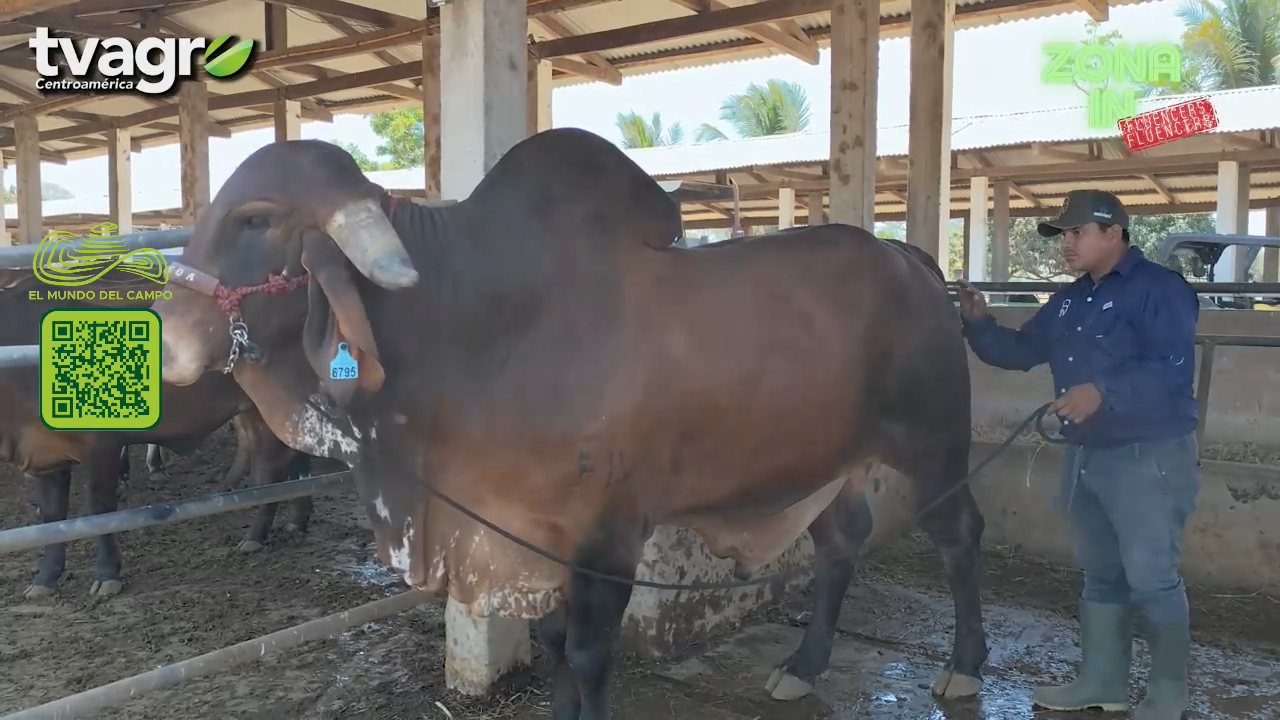 El Mundo del Campo channel preview