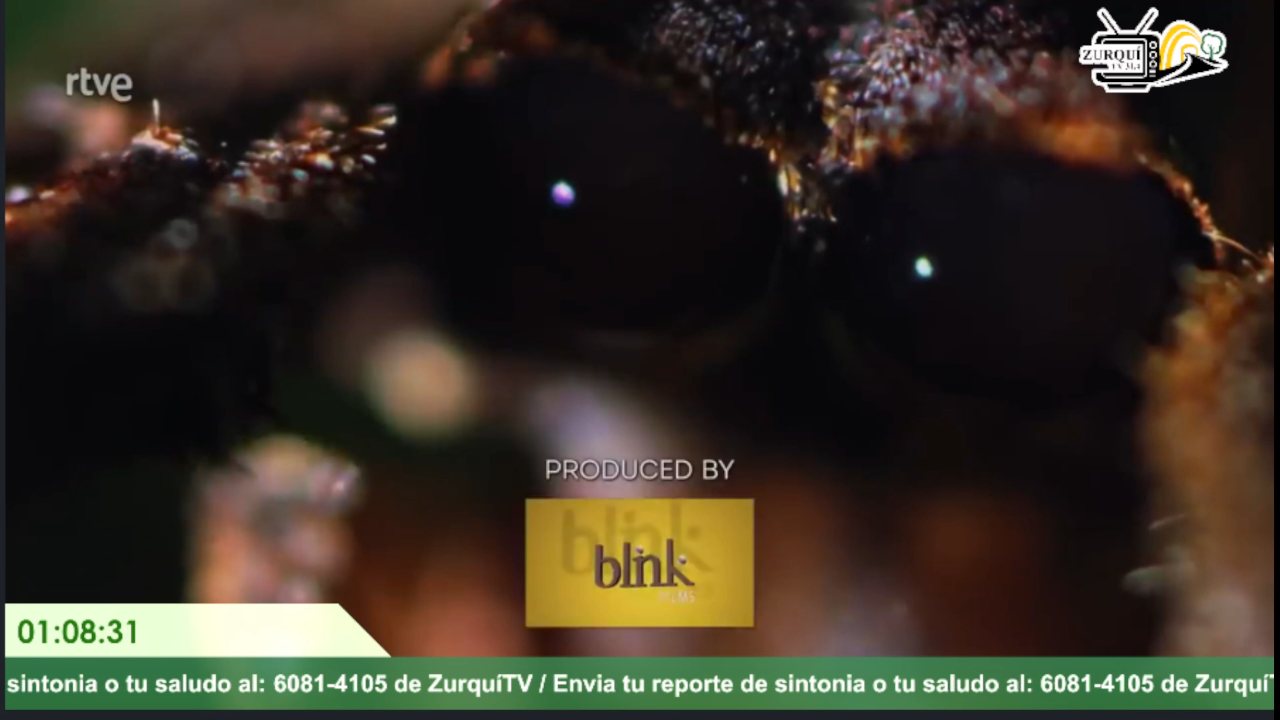 Zurqui TV channel preview