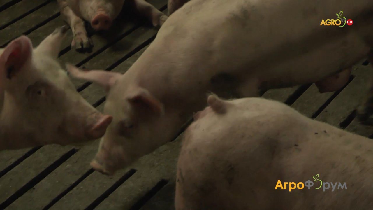 Agro TV channel preview