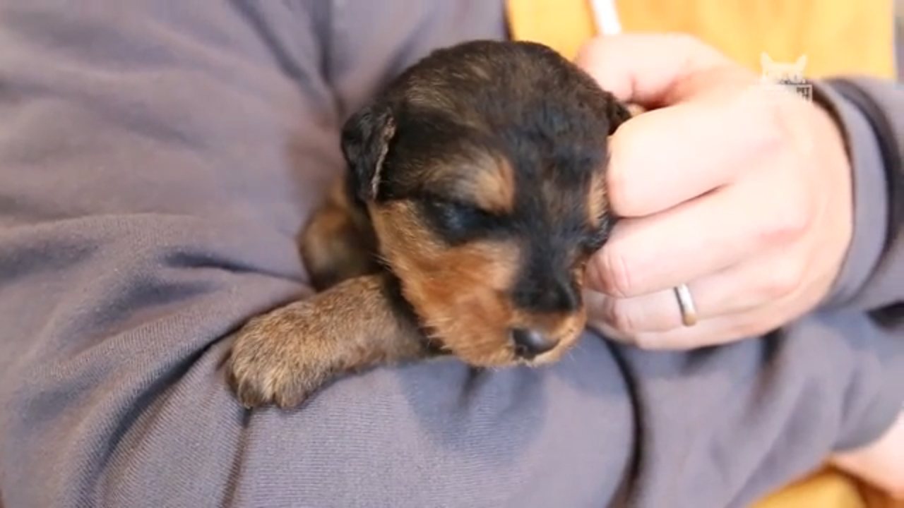 The Pet Collective channel preview
