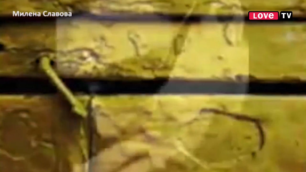 Love TV channel preview