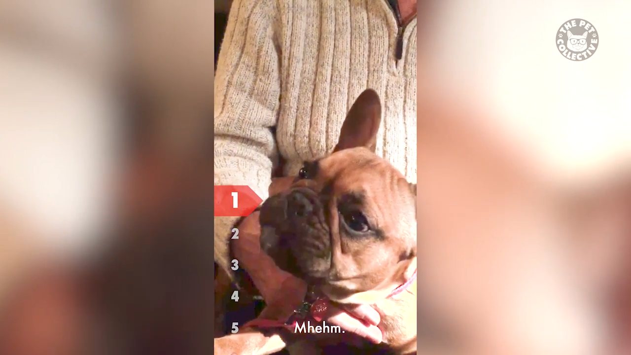 The Pet Collective channel preview
