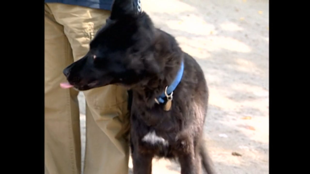 Hundehviskeren channel preview