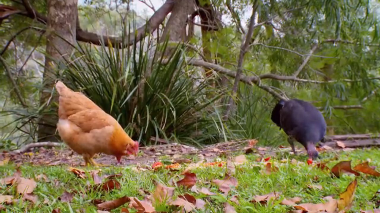 Bondi Vet channel preview